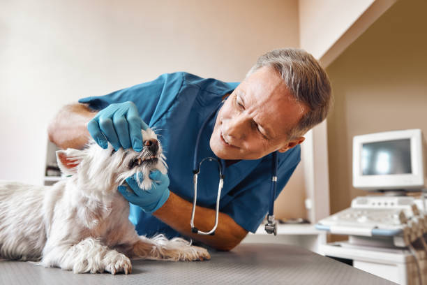 Best Same-Day Emergency Dentist in Broadview Park, FL
